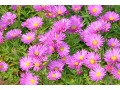 Aster dumosus 