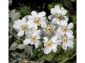 Achillea ageratifolia ssp. serbica - řebříček