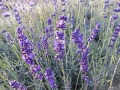 Lavandula angustifolia 