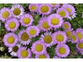 Erigeron glaucus 