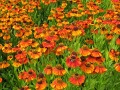 Helenium x hybridum 