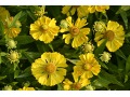 Helenium 
