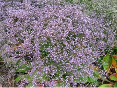 Limonium latifolium 