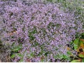 Limonium latifolium 