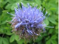 Jasione laevis 