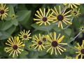 Rudbeckia subtomentosa 