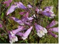 Penstemon hirsutus var. pygmaeus - dračík chlupatý