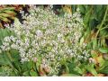 Limonium ( Goniolimon ) tataricum - suchobýl tatarský, statice tatarika