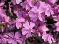 Phlox subulata 