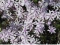 Phlox bifida 