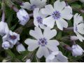Phlox subulata 