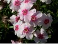 Phlox subulata 