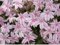 Phlox subulata 
