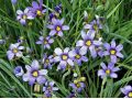 Sisyrinchium angustifolium - badil úzkolistý
