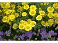 Anthemis tinctoria 