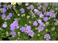 Scabiosa columbaria 
