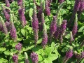 Teucrium hircanicum 