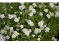 Kalimeris  pinnatifida var. hortensis - japonská astra