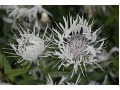 Centaurea montana 