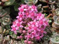 Sedum cyaneum 
