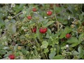 Fragaria vesca var. vesca - jahodník obecný, lesní jahoda