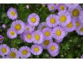 Erigeron speciosus 
