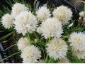Allium schoenoprasum 