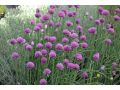 Allium schoenoprasum 
