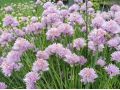 Allium schoenoprasum 