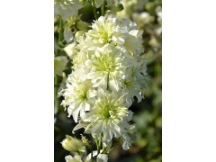 Delphinium elatum 