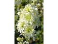Delphinium elatum 