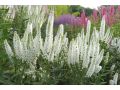Veronica ( Pseudolysimachion ) longifolia 