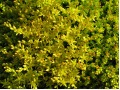 Sedum acre - rozchodník prudký