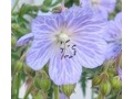 Geranium pratense 