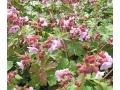 Geranium macrorrhizum 
