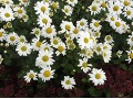 Chrysanthemum ( Dendranthema ) 