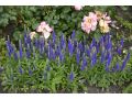 Veronica ( Pseudolysimachion )  