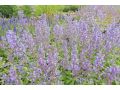 Nepeta grandiflora 