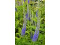Veronica subsessilis 