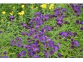 Aster novae - angliae 