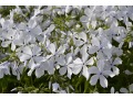 Phlox divaricata 