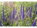 Veronica ( Pseudolysimachion ) longifolia 