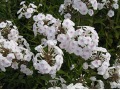 Phlox maculata 