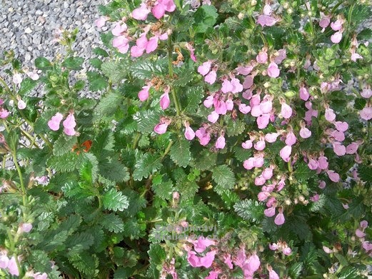 Teucrium x lucidrys znamena