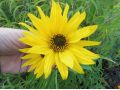 Helianthus maximiliani  - slunečnice Maximilianova, vytrvalá