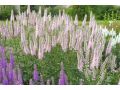 Veronica ( Pseudolysimachion ) longifolia 