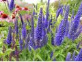 Veronica ( Pseudolysimachion ) longifolia 