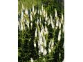 Veronica ( Pseudolysimachion ) longifolia 