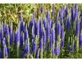 Veronica spicata 