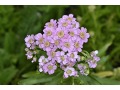 Achillea sibirica ssp. camtschatica 